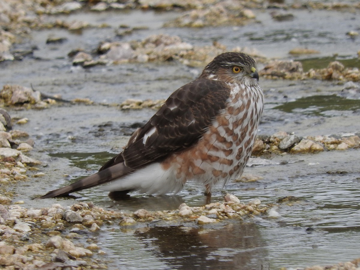 Sharp-shinned Hawk - ML89766791