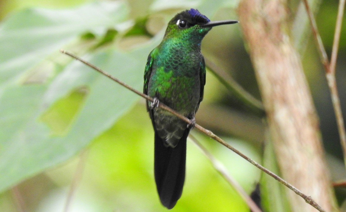 Violet-fronted Brilliant - Fernando Angulo - CORBIDI