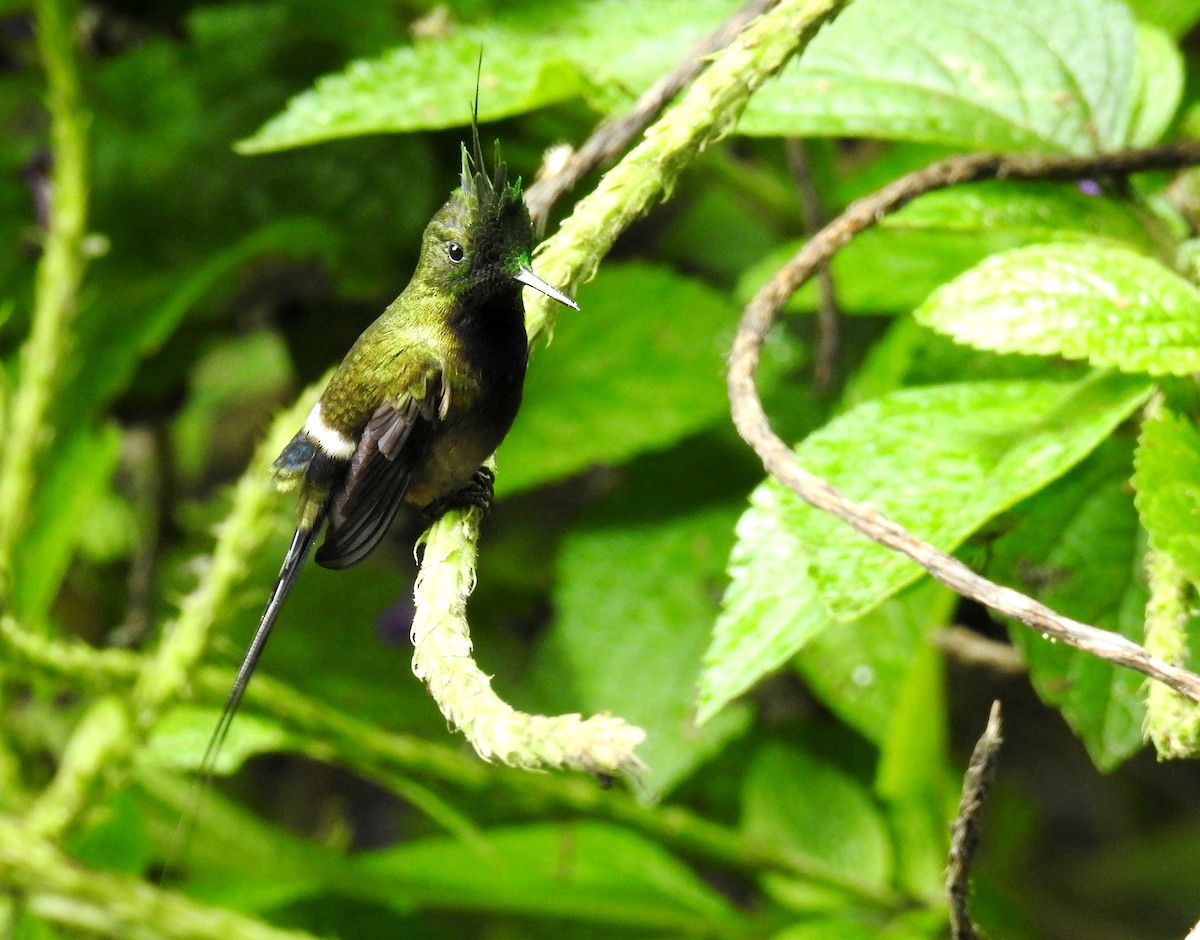 Wire-crested Thorntail - Fernando Angulo - CORBIDI