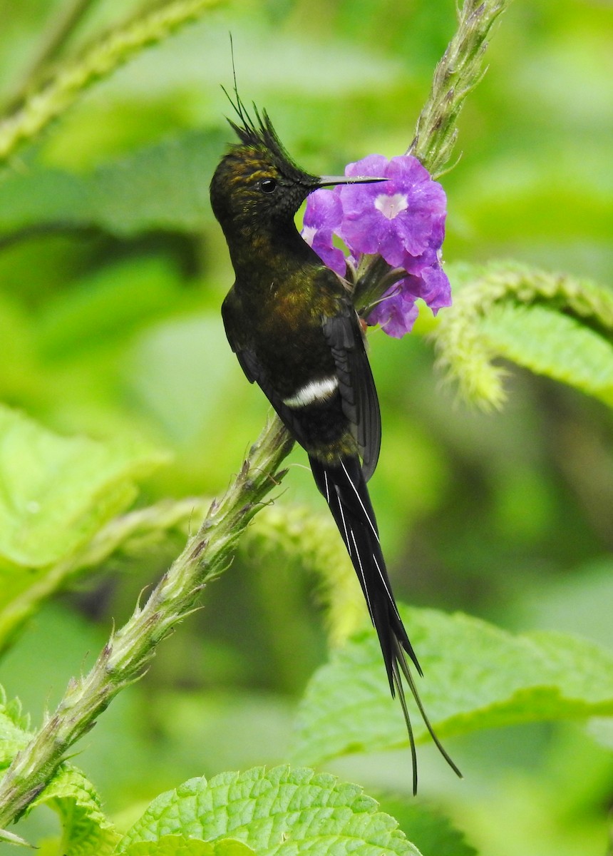 Wire-crested Thorntail - Fernando Angulo - CORBIDI