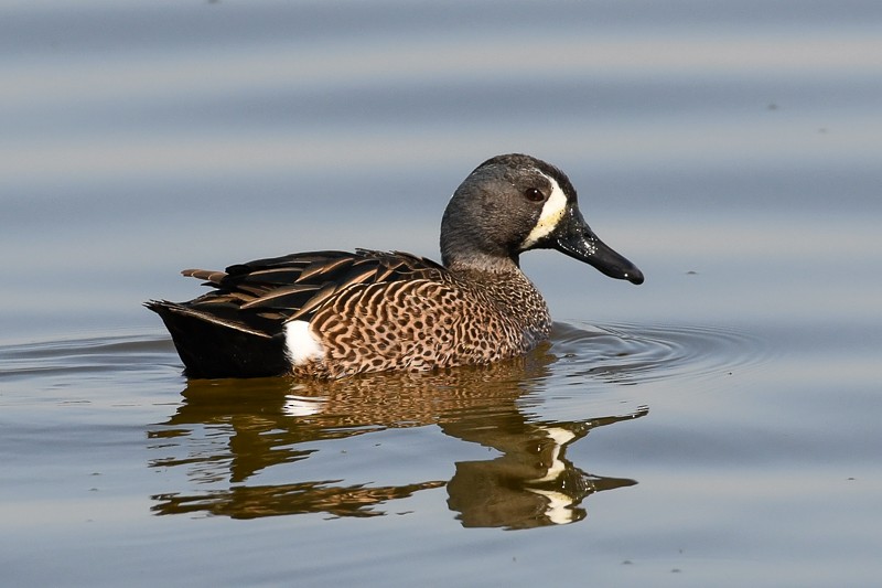 Blue-winged Teal - T. Jay Adams