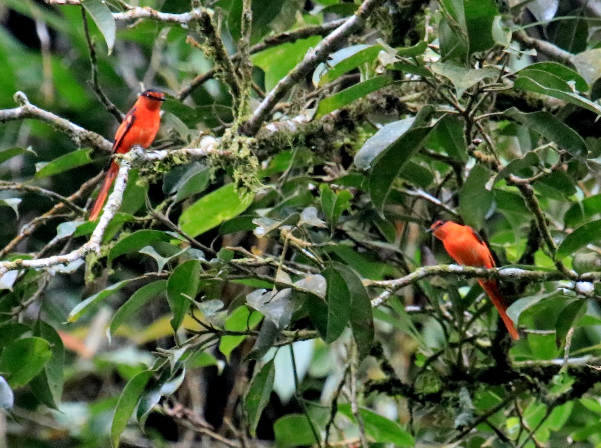 Sunda Minivet - Siti Sutedjo