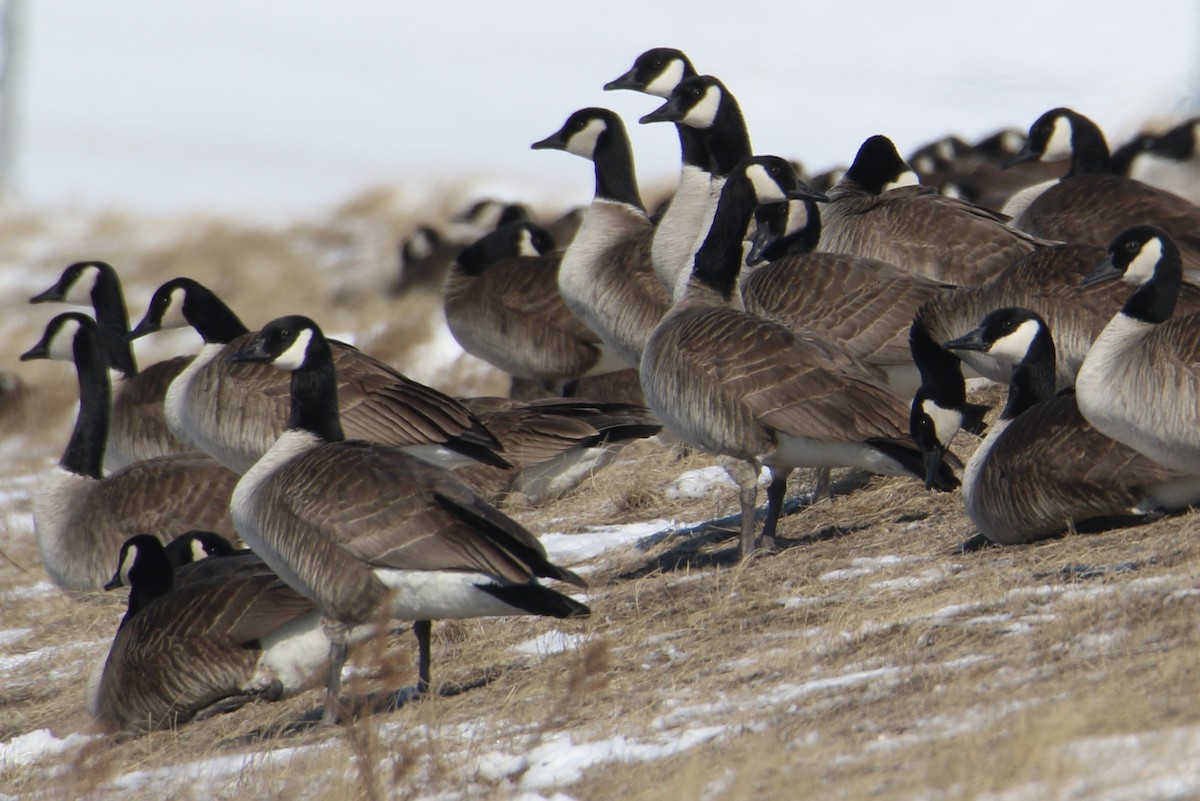 Canada Goose - Dean Rummel