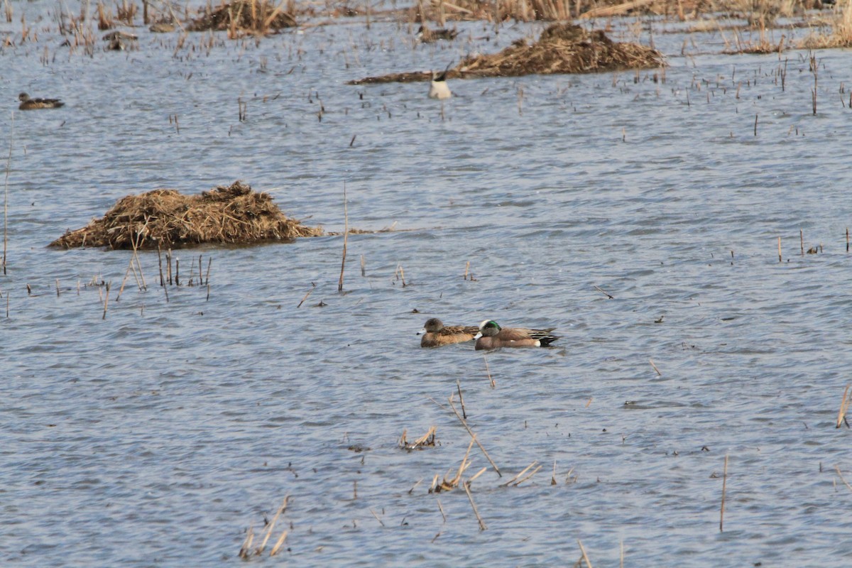 American Wigeon - ML89772321