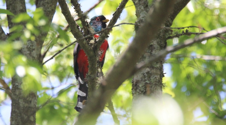 Mountain Trogon - Paul Lewis