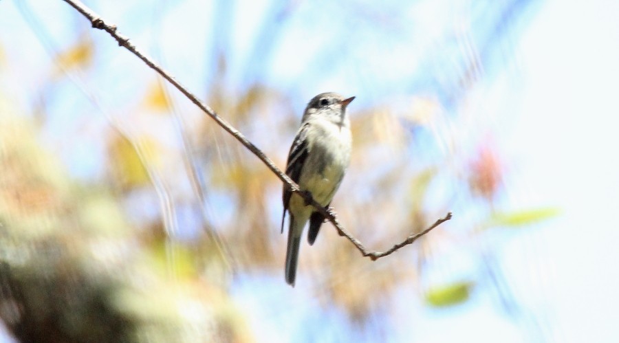 Hammond's Flycatcher - ML89773211