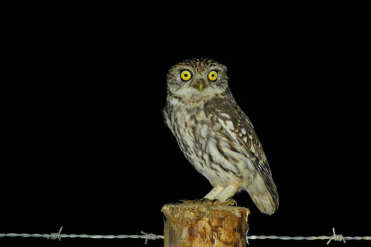 Little Owl - António Gonçalves