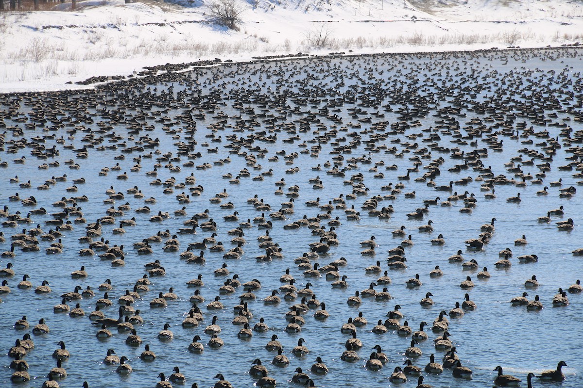 Canada Goose - Dean Rummel