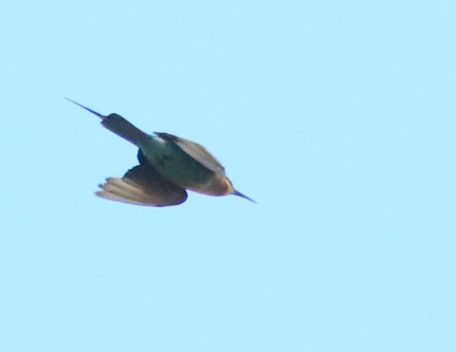 Blue-tailed Bee-eater - ML89775141