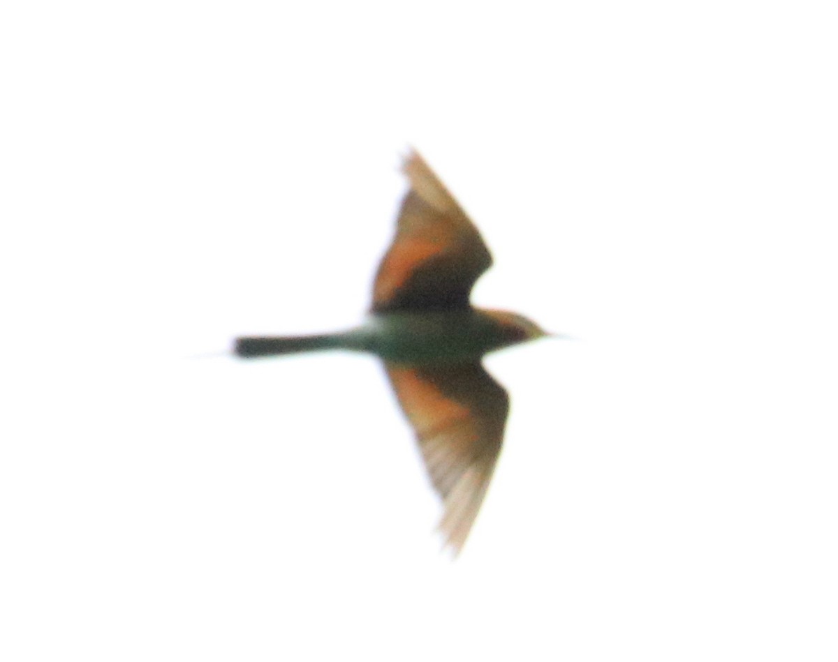 Blue-tailed Bee-eater - ML89775251
