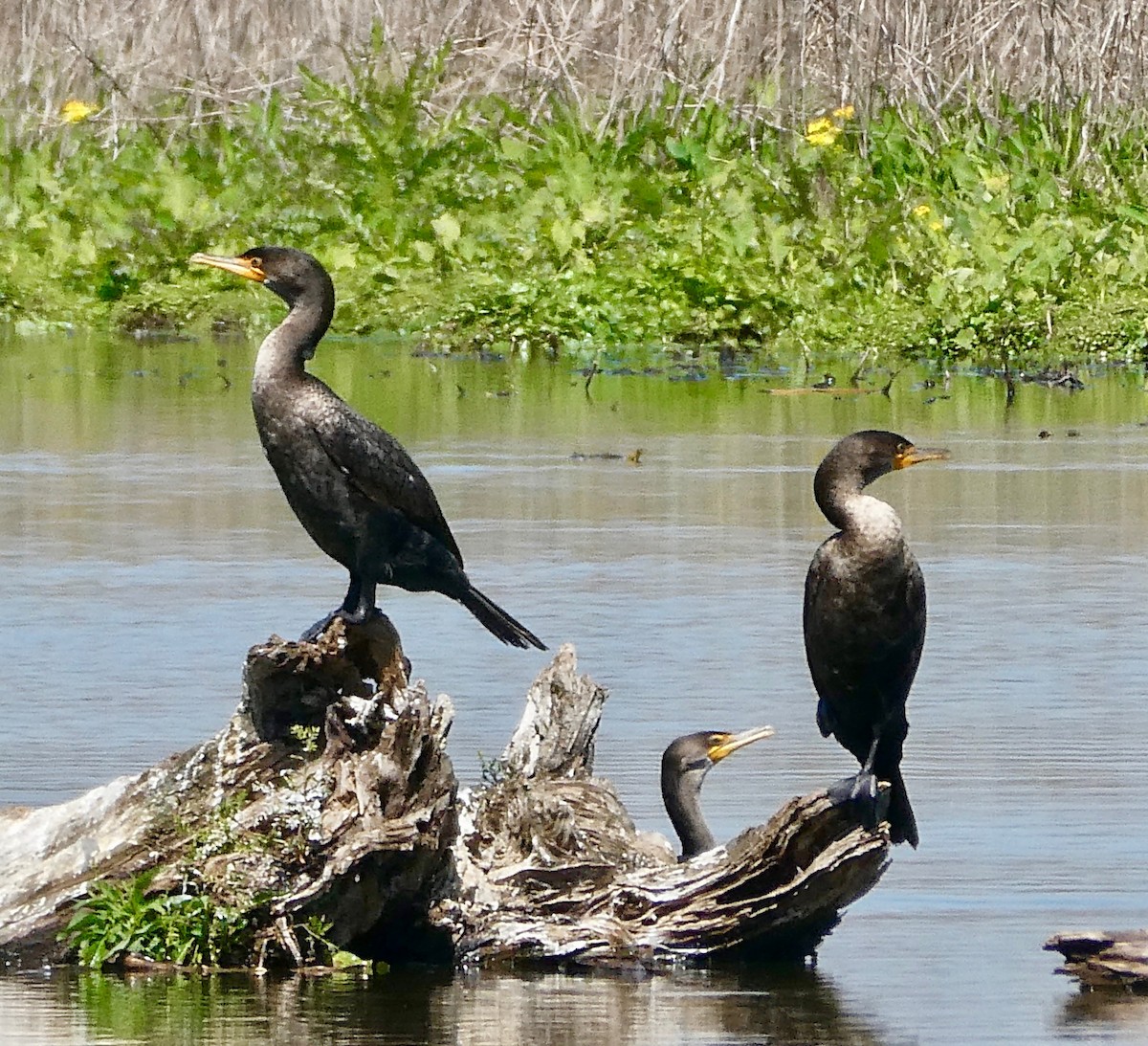 Double-crested Cormorant - Gary Byerly