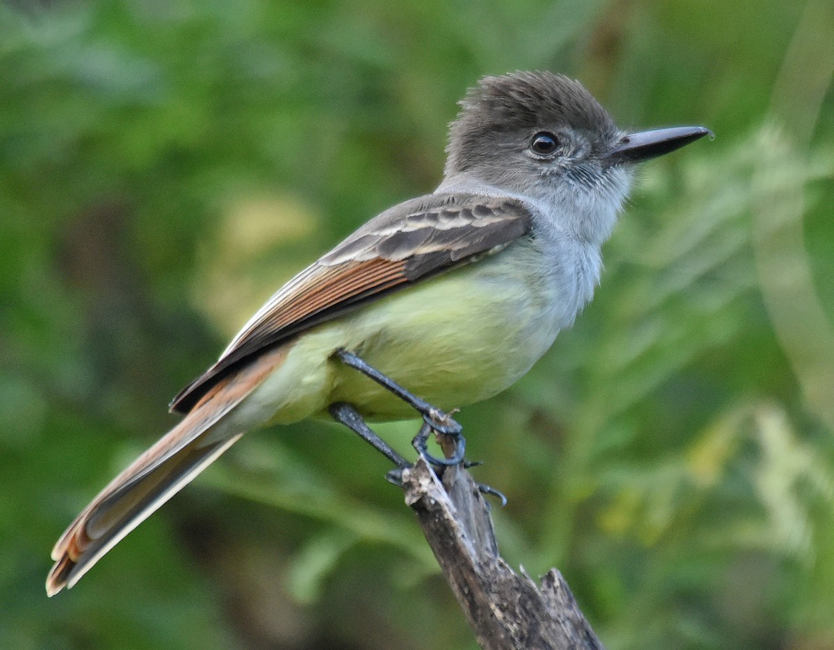 Lesser Antillean Flycatcher - Steven Mlodinow