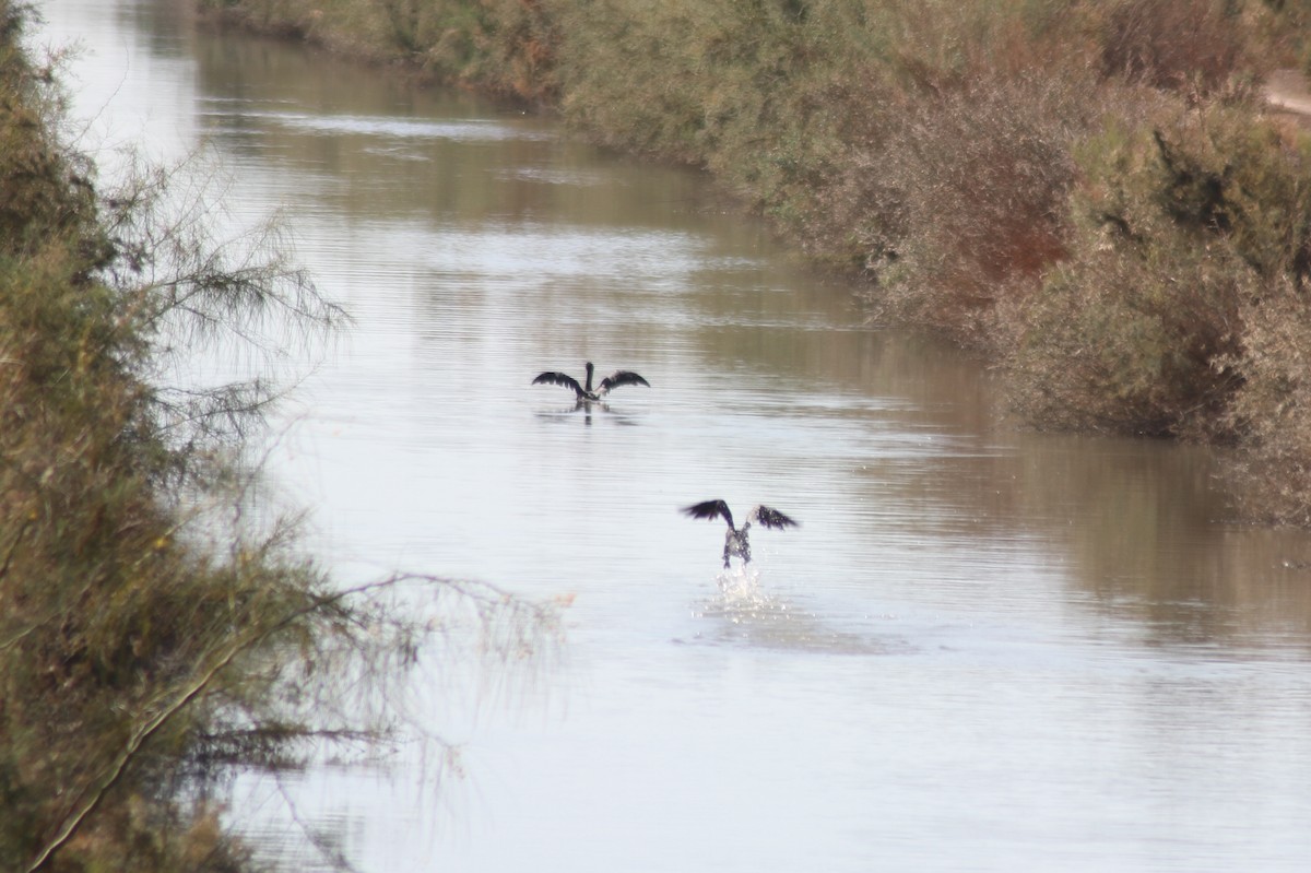 Double-crested Cormorant - ML89781161