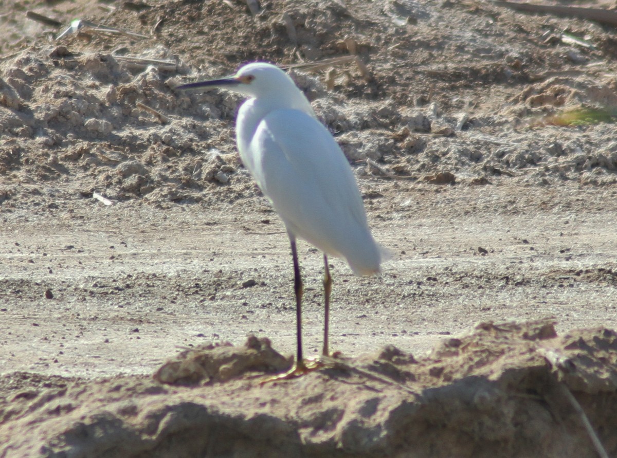 Snowy Egret - ML89781491