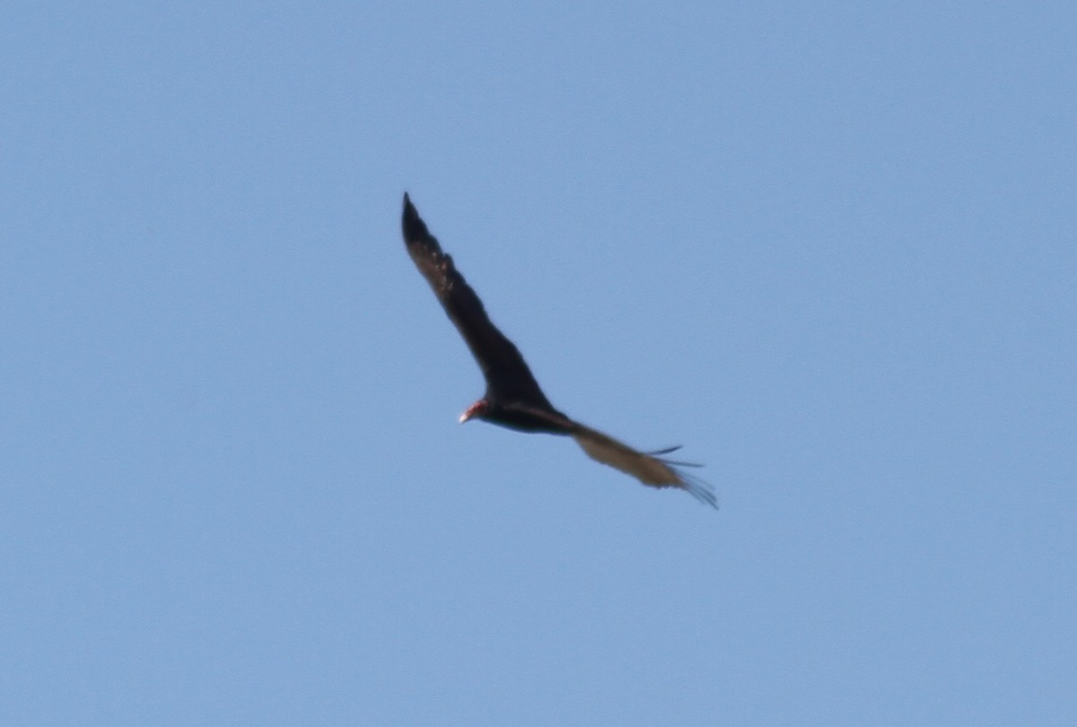 Turkey Vulture - ML89781821