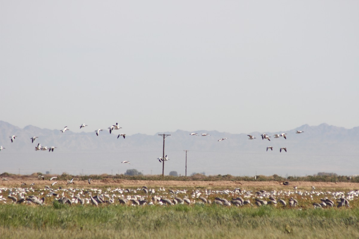 עגור קנדי - ML89782691