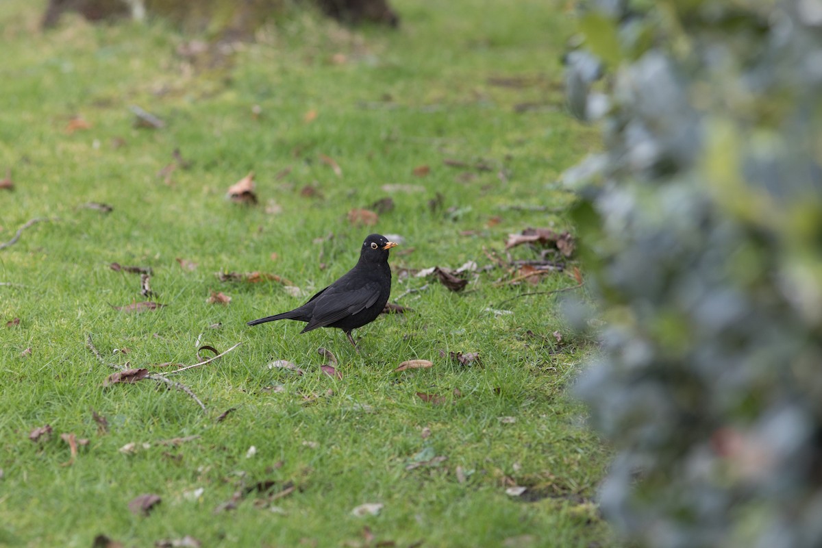 Eurasian Blackbird - Anastasia Stefanou