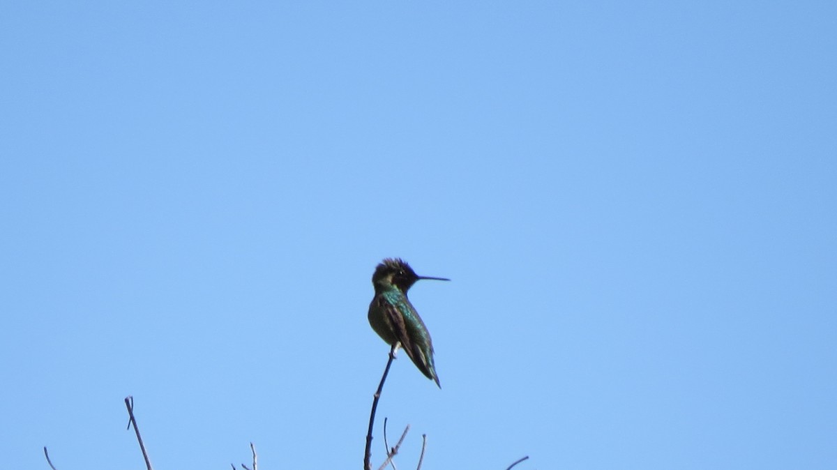 Anna's Hummingbird - ML89786181