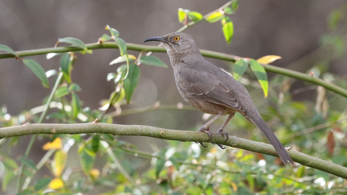 Curve-billed Thrasher - Dean LaTray