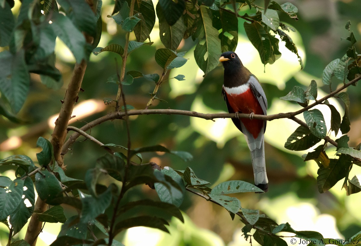 Elegant Trogon - ML89786631