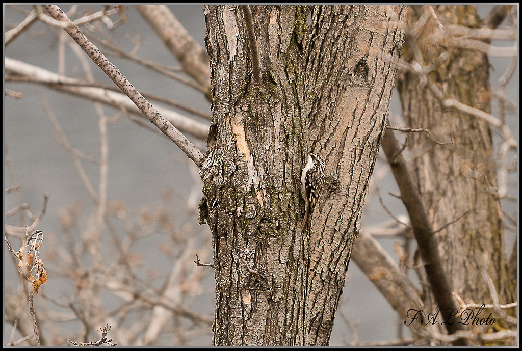 Brown Creeper - Jerry Kasten