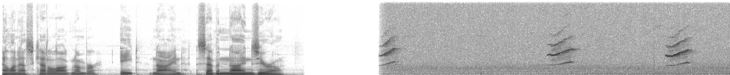 Jaguarundi - ML89790