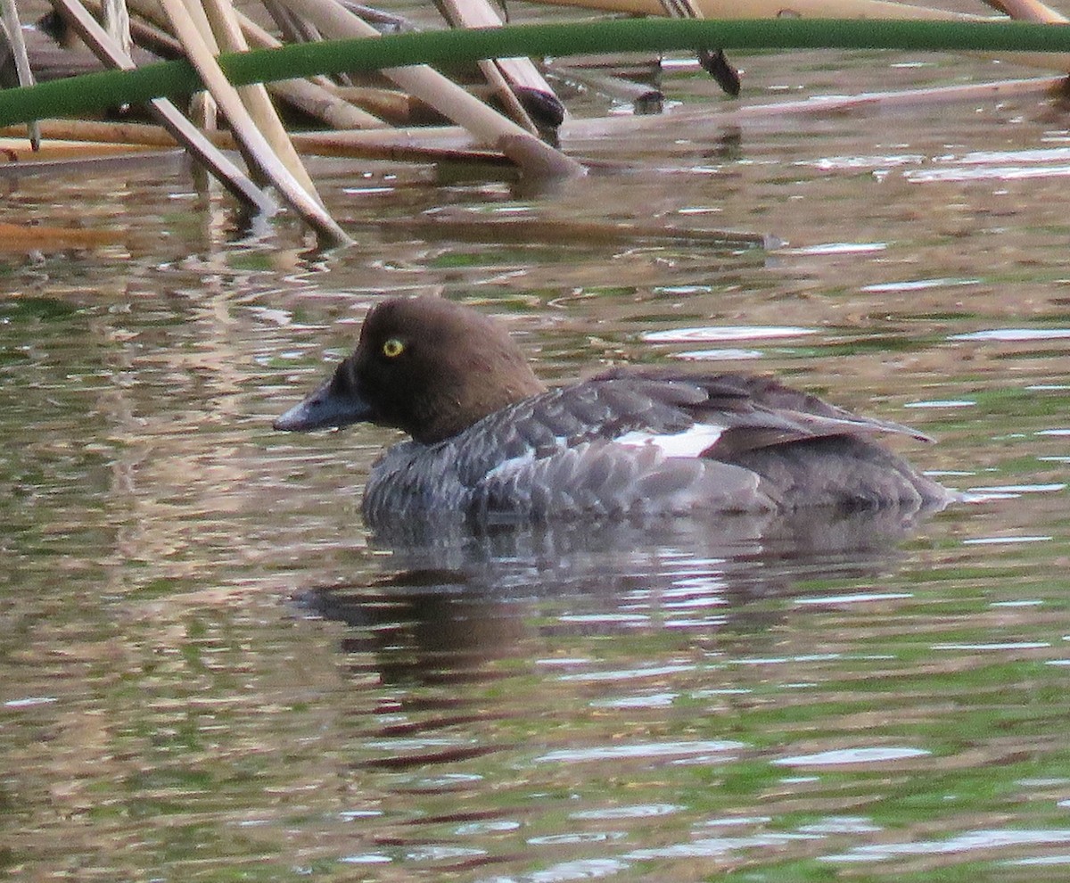 Common Goldeneye - ML89791181