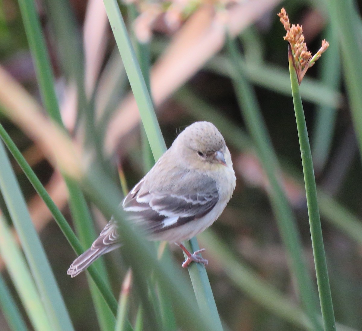 Lesser Goldfinch - ML89791631