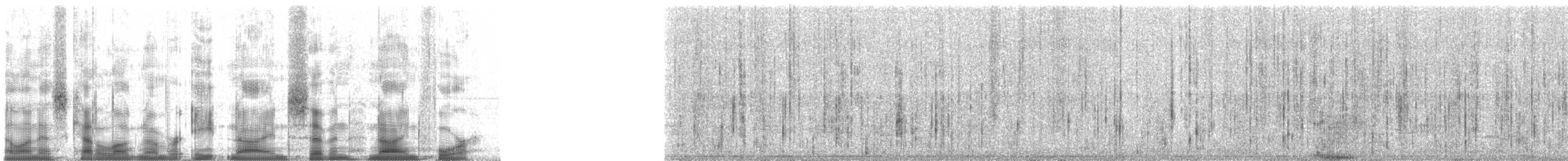 White-lipped Peccary - ML89794