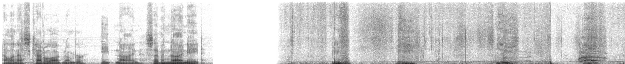 White-lipped Peccary - ML89798