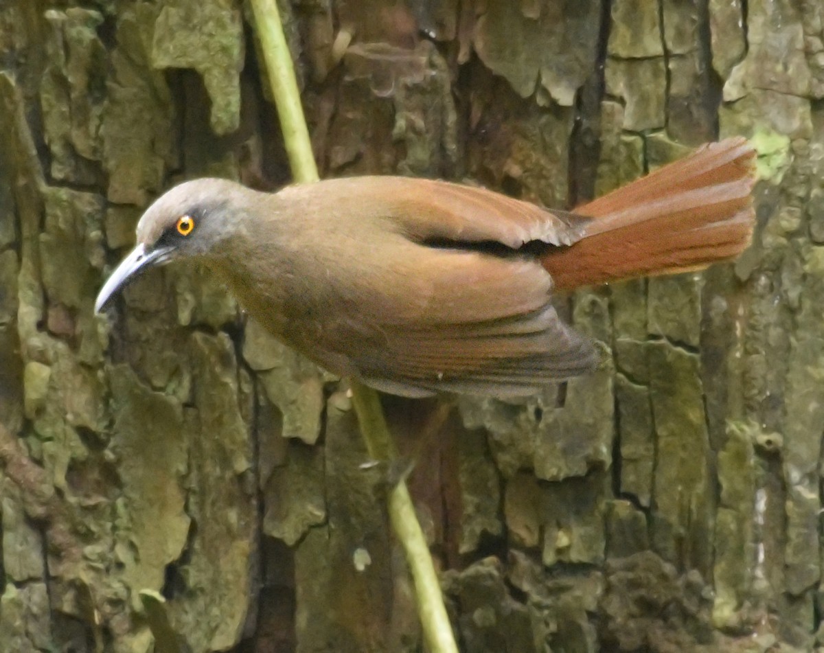 Brown Trembler - Steven Mlodinow