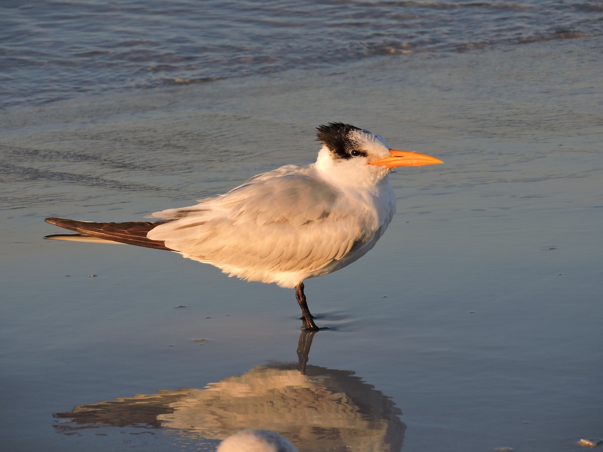 Royal Tern - Riley Henry