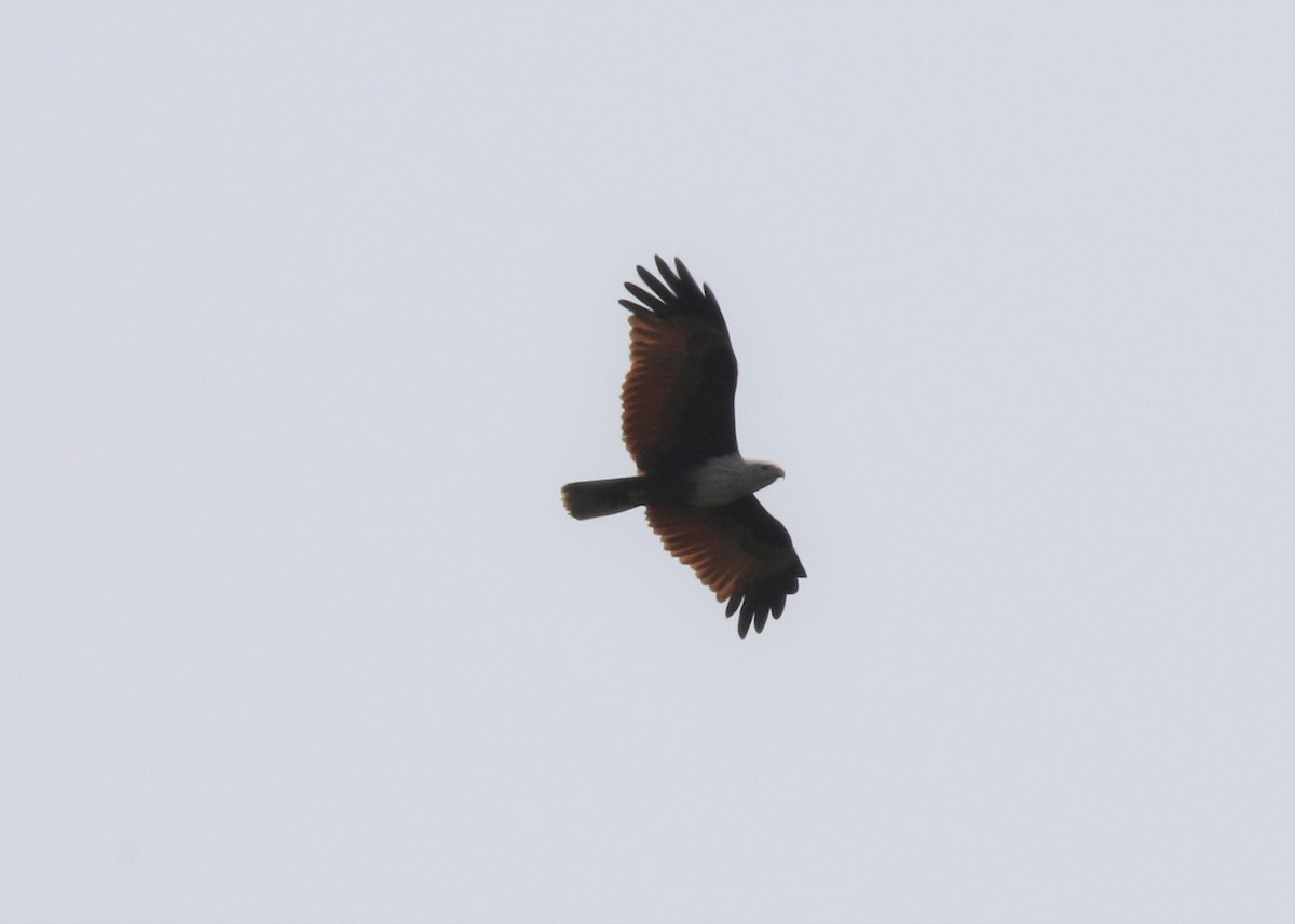 Brahminy Kite - Louis Hoeniger