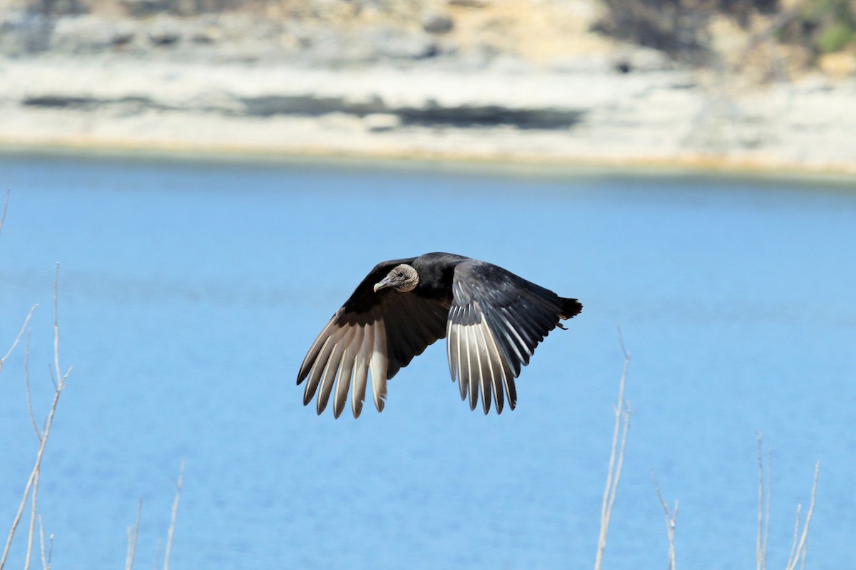 Black Vulture - Lew Johnson