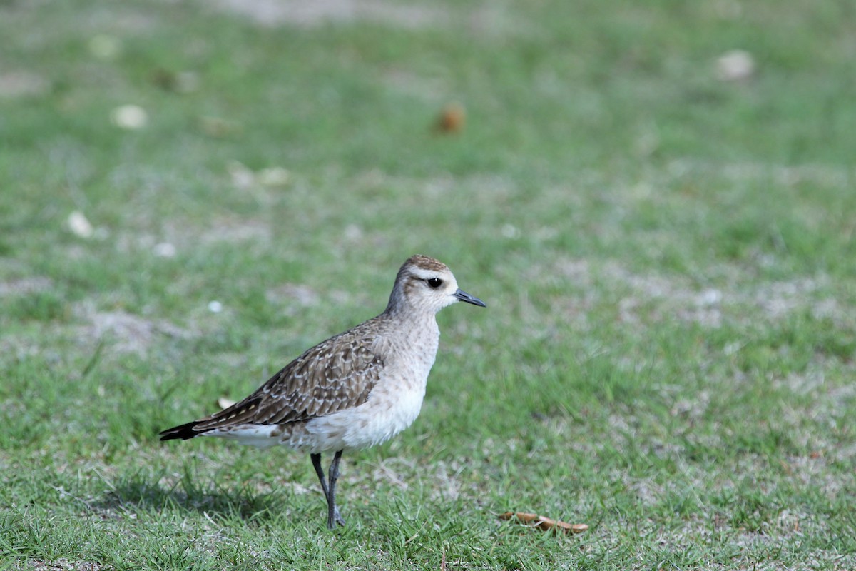 American Golden-Plover - Lew Johnson