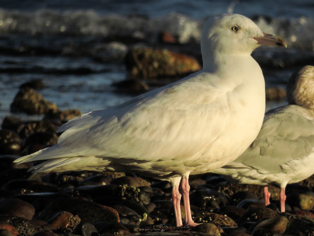 Glaucous Gull - Blair Dudeck