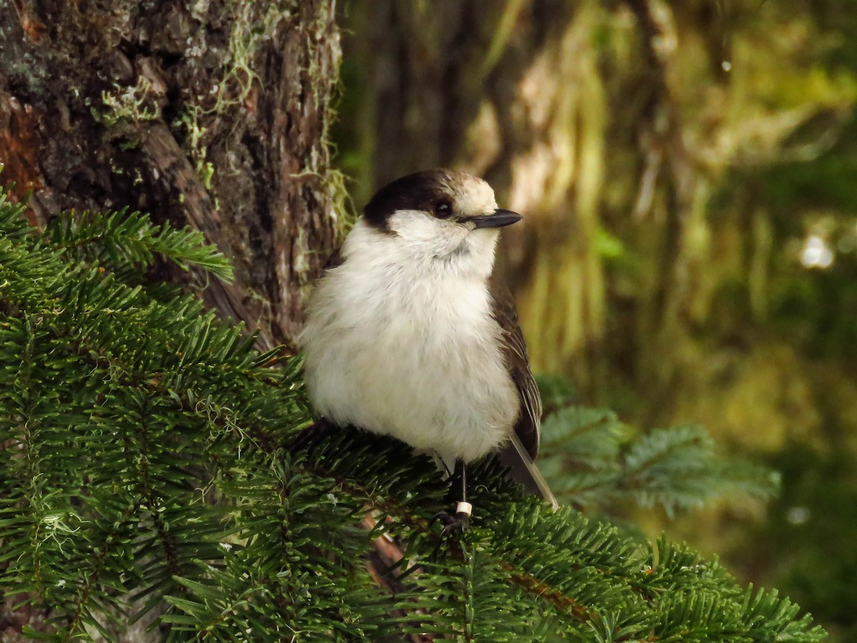 Canada Jay (Pacific) - ML89803291