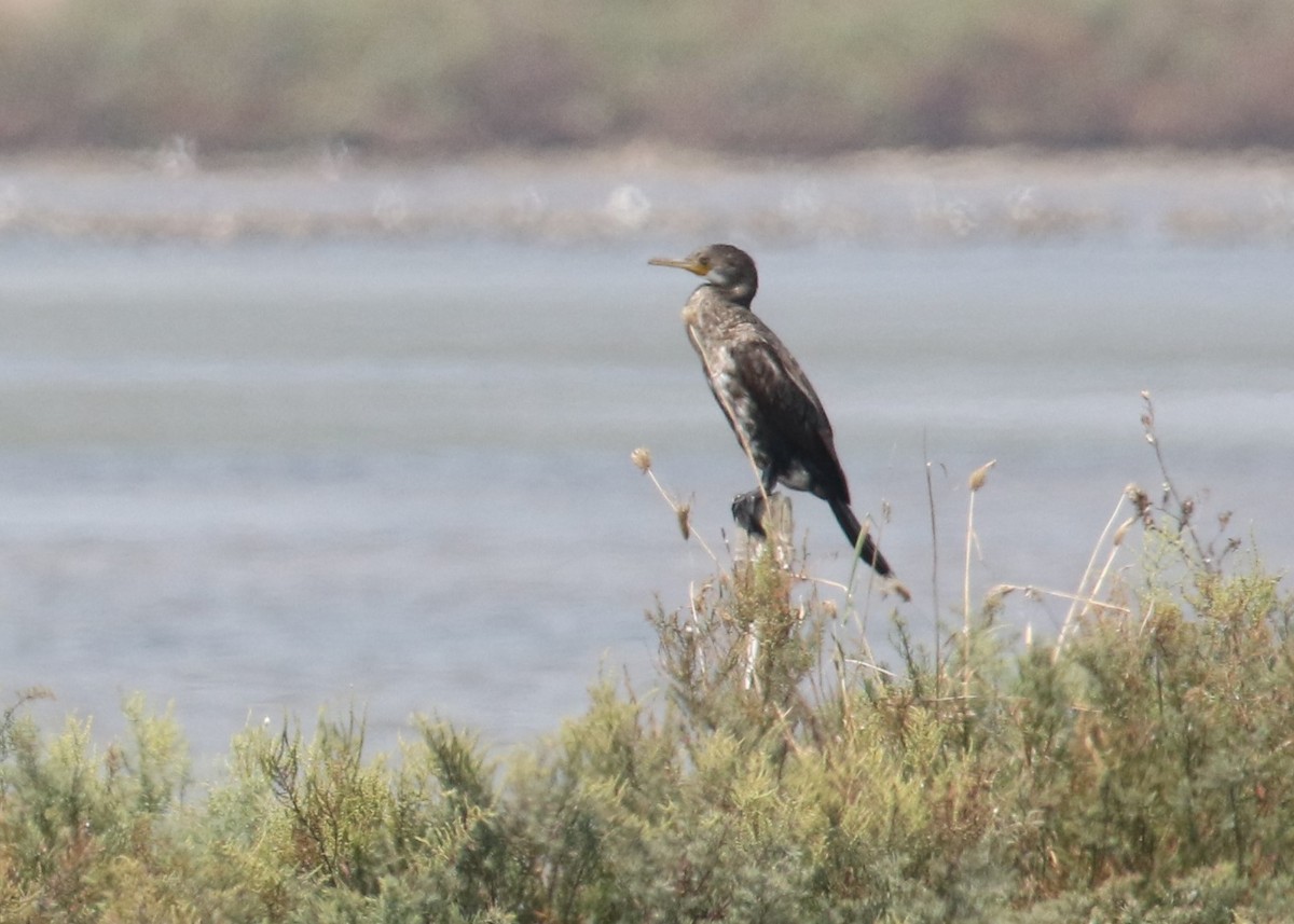 Cormoran à cou brun - ML89803381