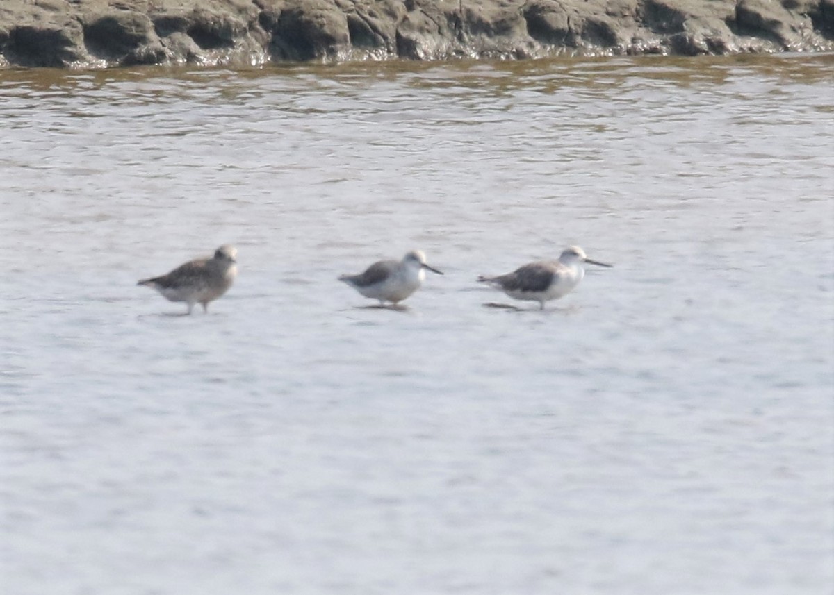 Nordmann's Greenshank - Louis Hoeniger
