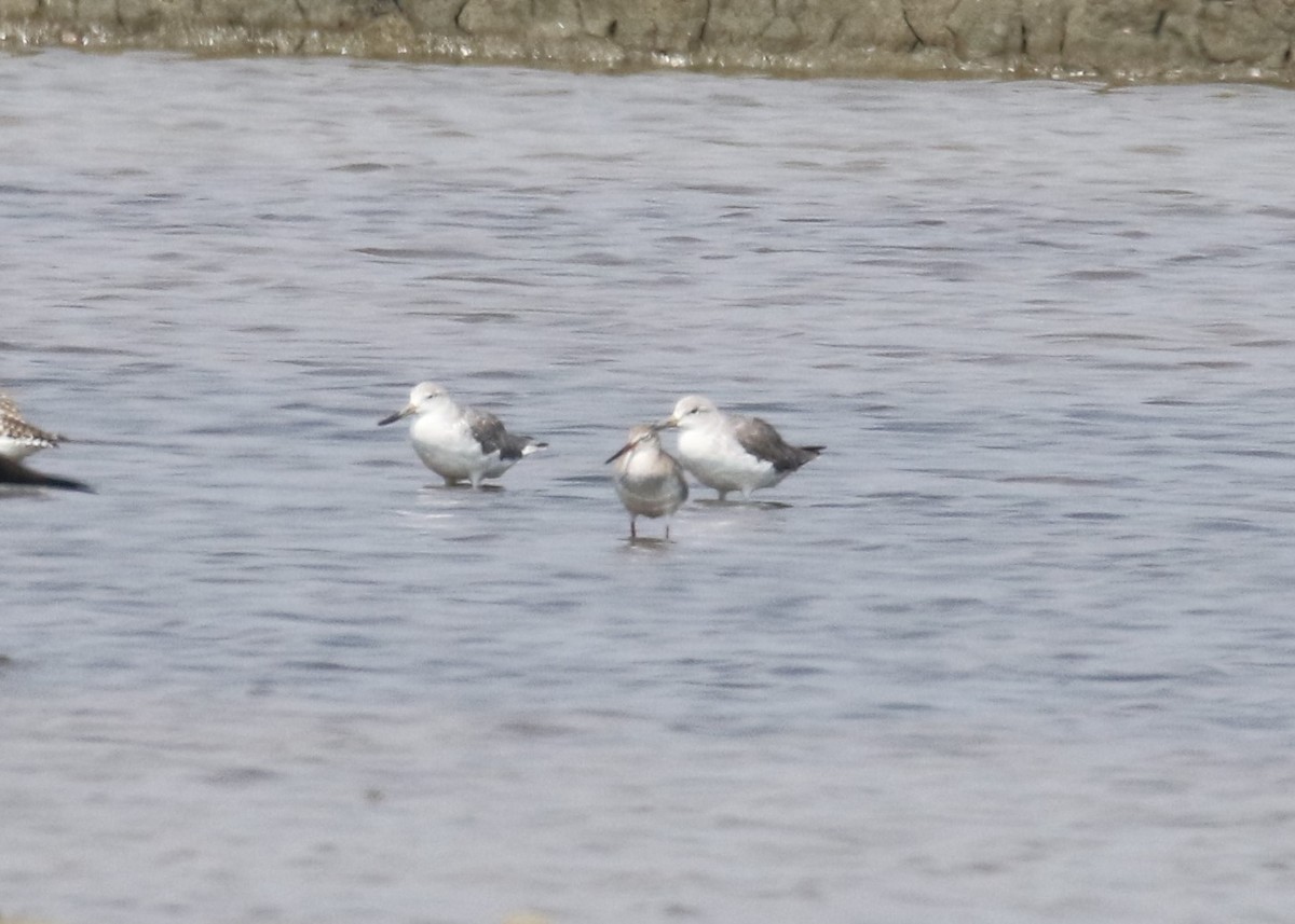 Nordmann's Greenshank - ML89803781