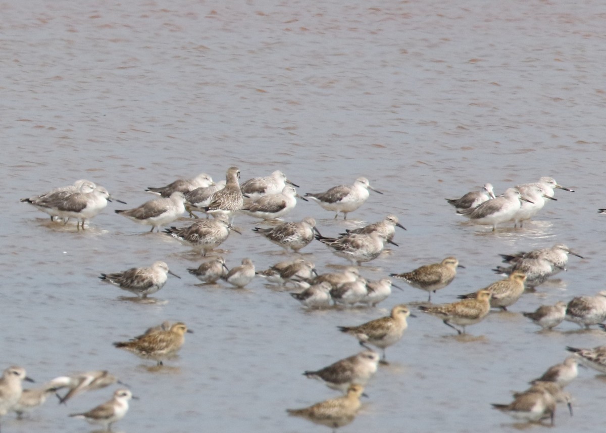 Nordmann's Greenshank - ML89803811