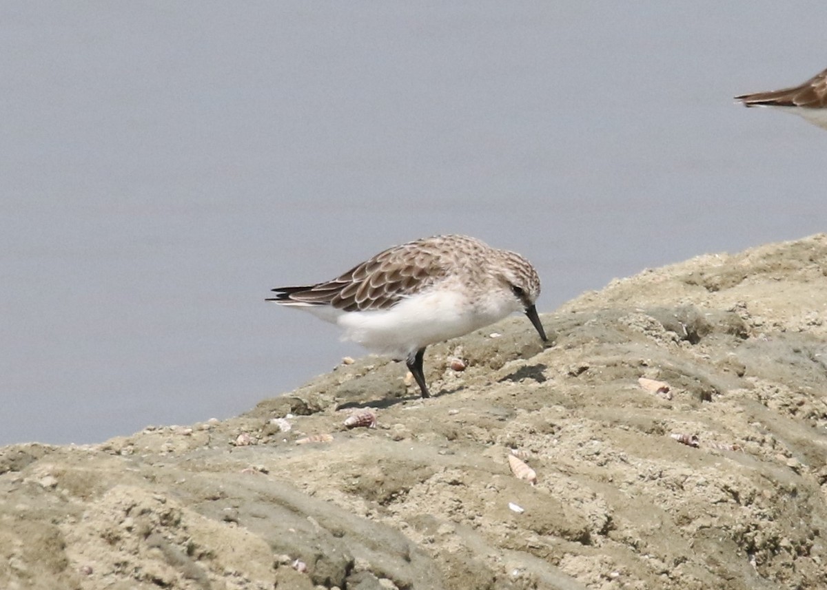 Red-necked Stint - ML89803951