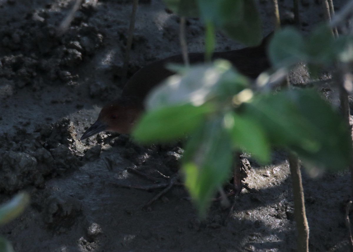 Ruddy-breasted Crake - ML89804011