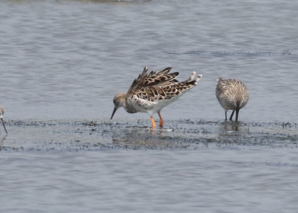 Ruff - Louis Hoeniger