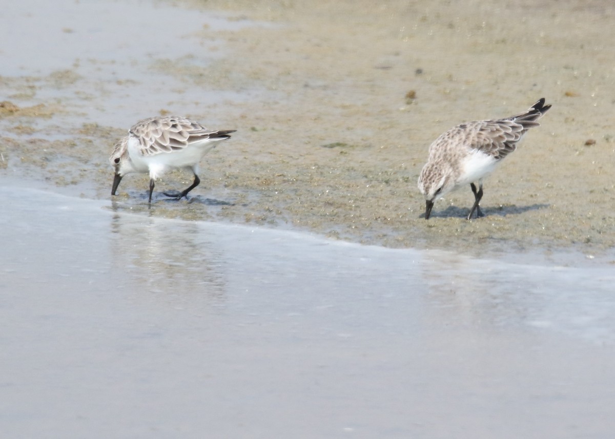 Bécasseau sanderling - ML89804291