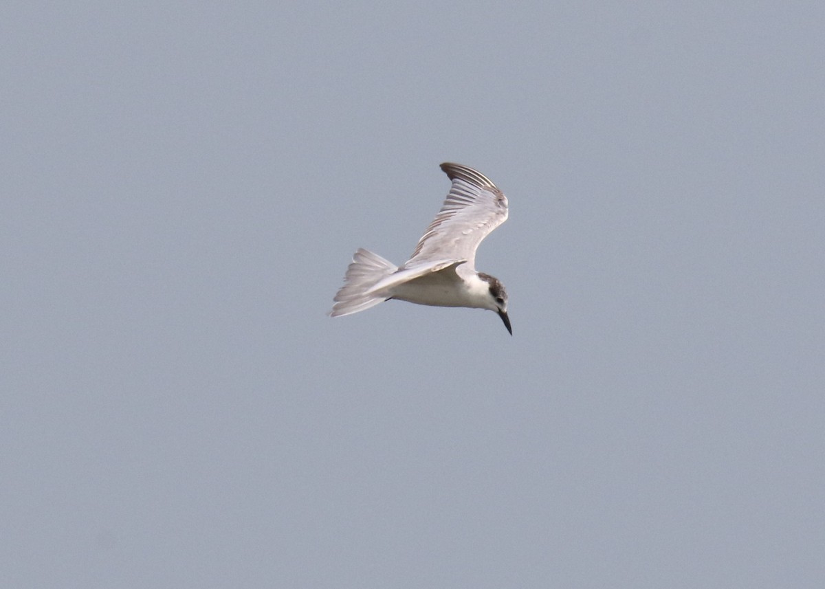 Whiskered Tern - ML89804631