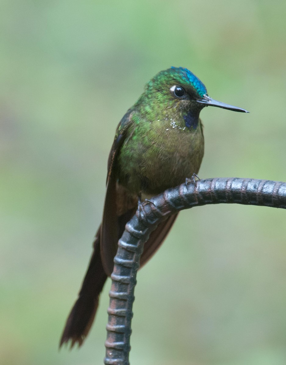 Violet-tailed Sylph - ML89804791