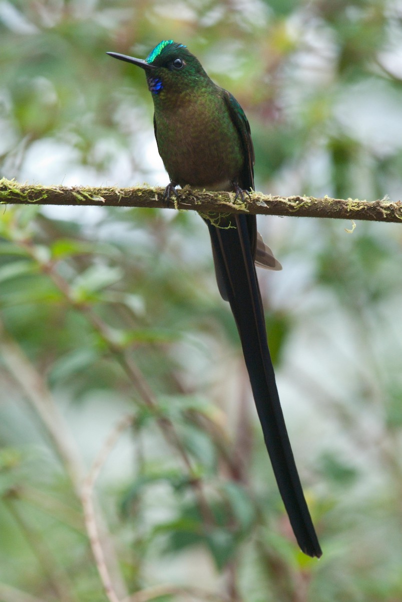 Violet-tailed Sylph - ML89804841