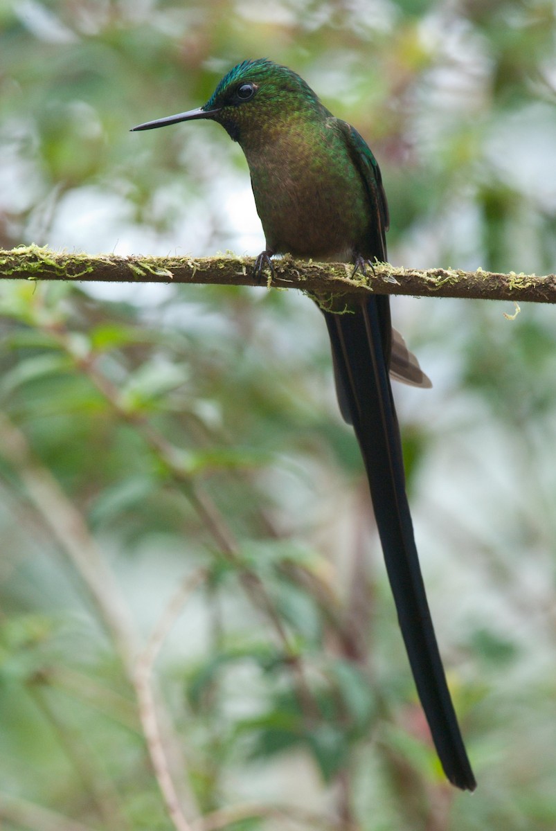 Violet-tailed Sylph - ML89804851