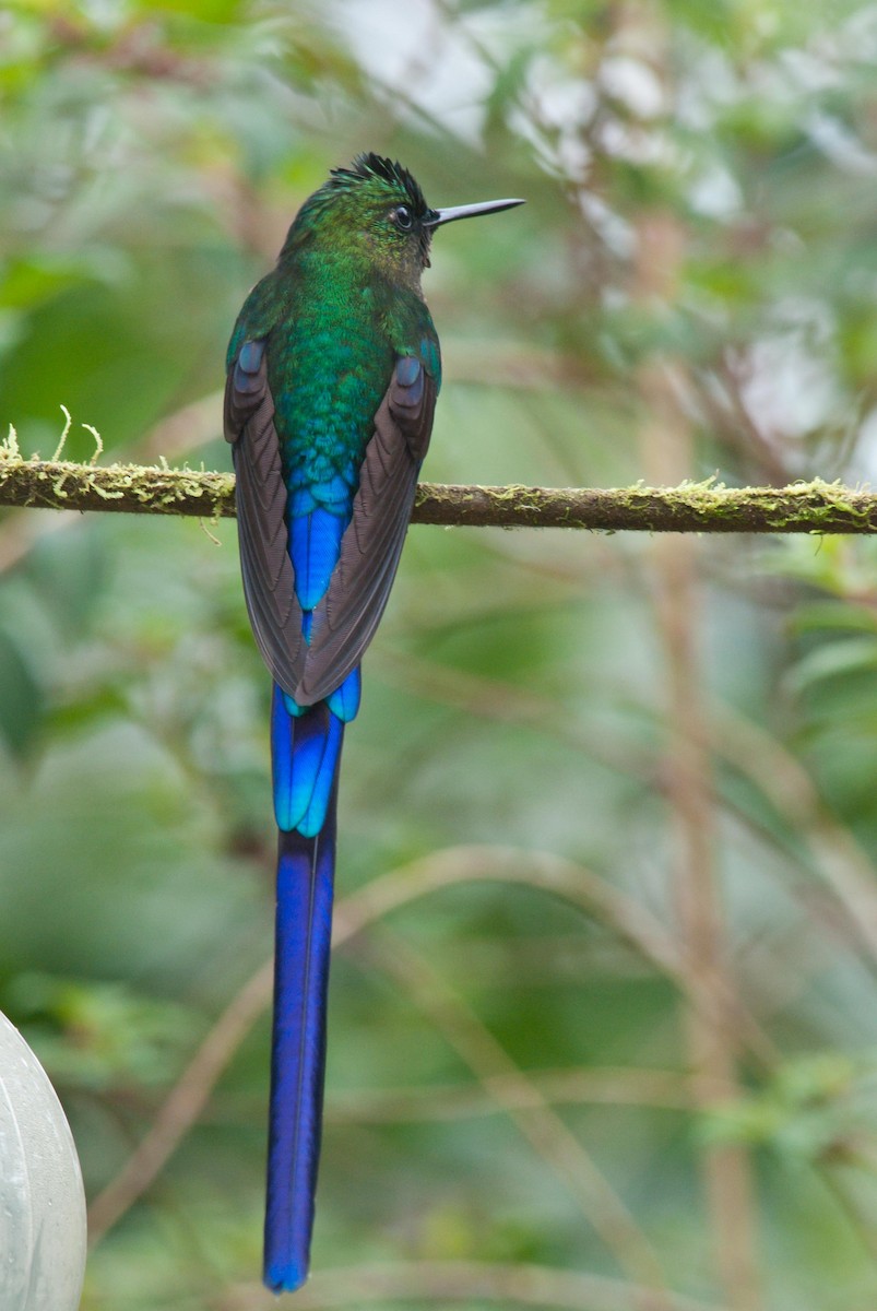 Violet-tailed Sylph - ML89804861